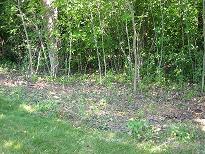 buckthorn clearing buckthorn clearing