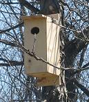 Wood Duck Nesting Box