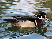 Male Wood Duck