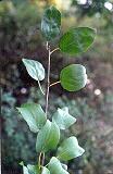 Common Buckthorn