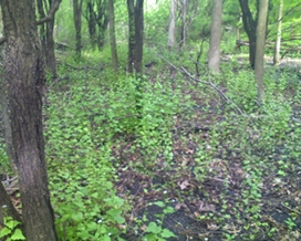 Garlic Mustard